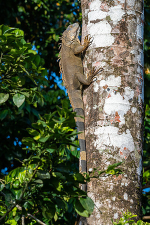Green Iguana (f) -2