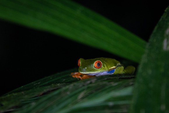 Red-eyed Tree Frog -2