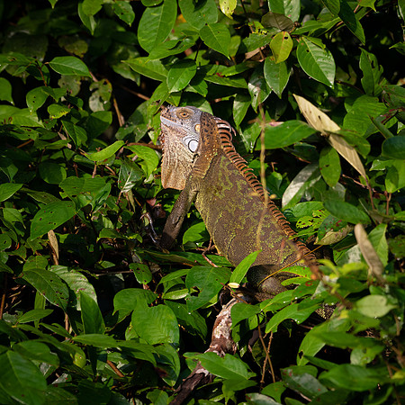 Green Iguana (f) -1