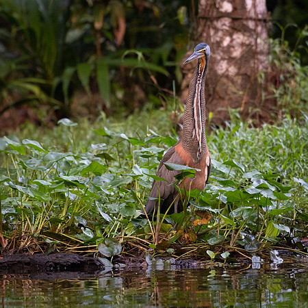 Bare-throated Tiger Heron -4