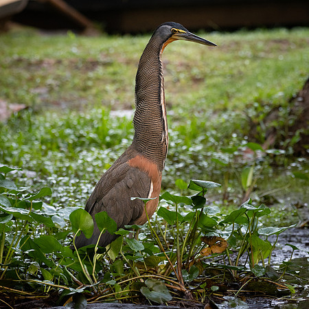 Bare-throated Tiger Heron -3