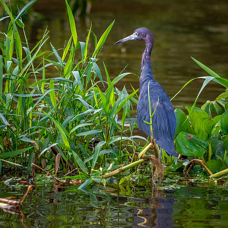 Little Blue Heron