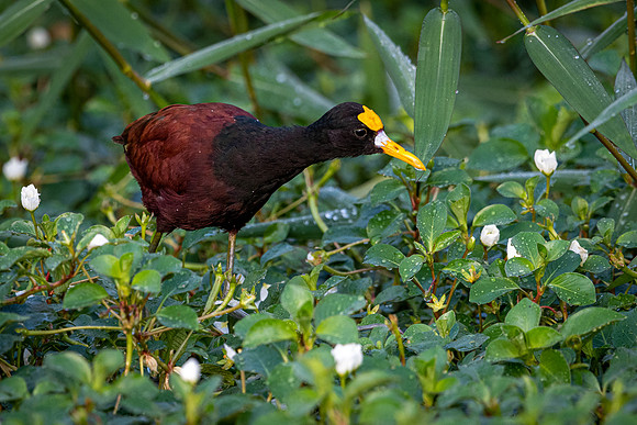 Northern Jacana