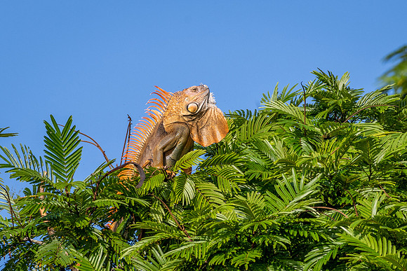 Green Iguana (m) -1