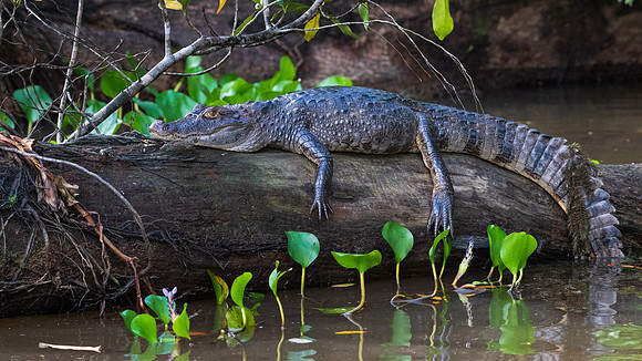 Spectacled Caiman -3