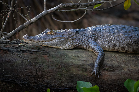 Spectacled Caiman -2