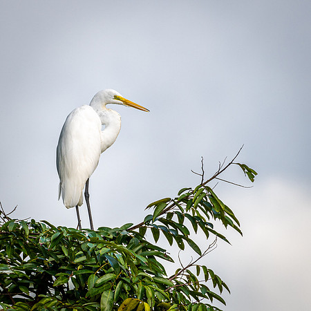 Great Egret -3