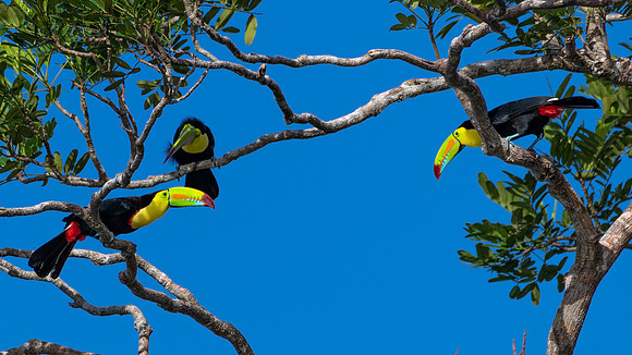 Three Keel-billed Toucan
