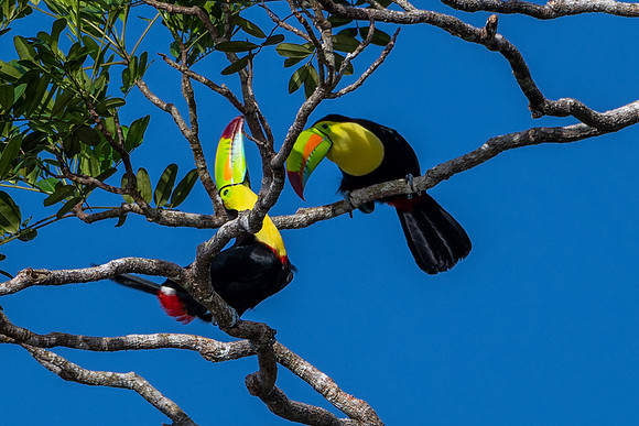 Keel-billed Toucan Pair