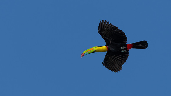 Keel-billed Toucan