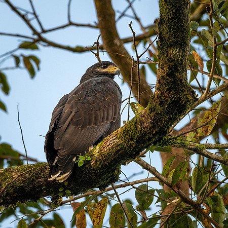 Common Black Hawk