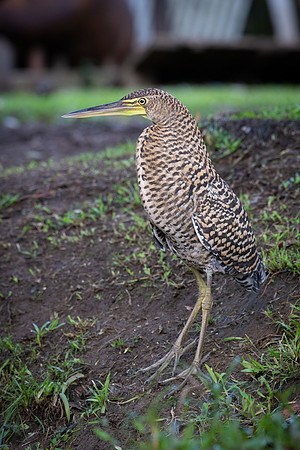 Bare-throated Tiger Heron -1