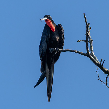 Great Frigate Bird