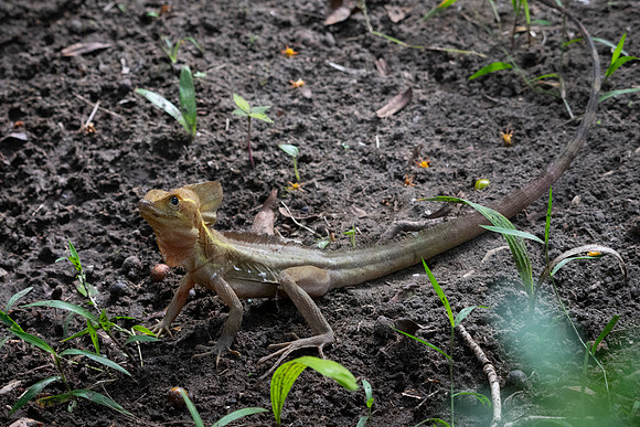 Basilisk Lizard (f)