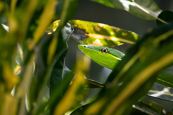 Green Parrot Snake -1
