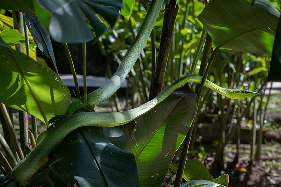 Green Parrot Snake -2
