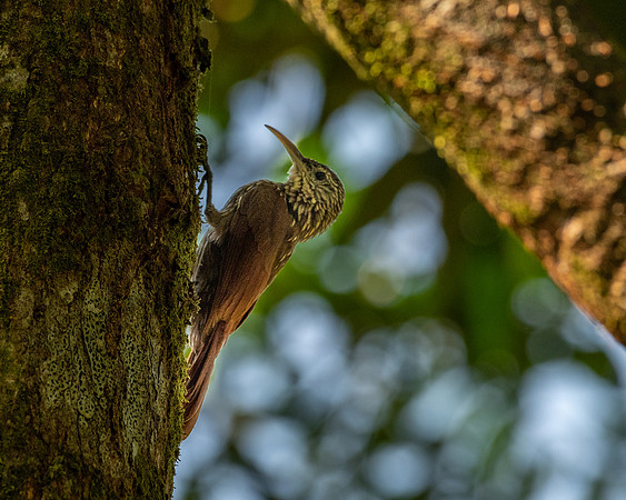 Streak-headed Woodcreeper
