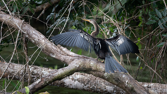 Anhinga Drying Wings