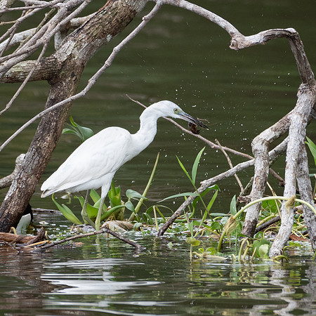Snowy Egret -2