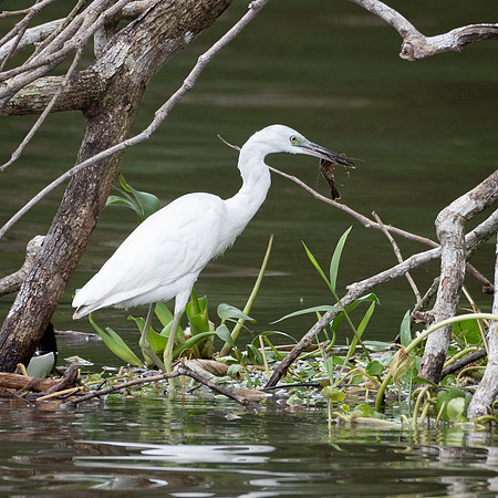 Snowy Egret -1