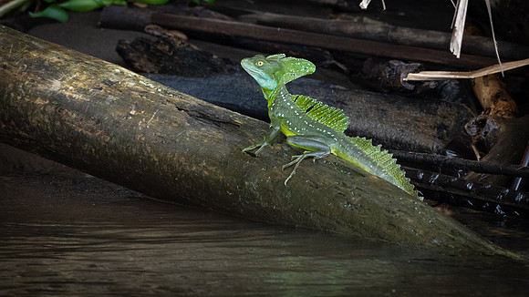 Green Basilisk Lizard (m) -2