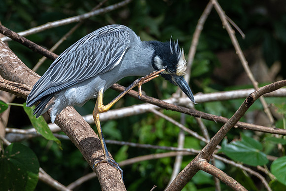 Yellow-crowned Night Heron -3