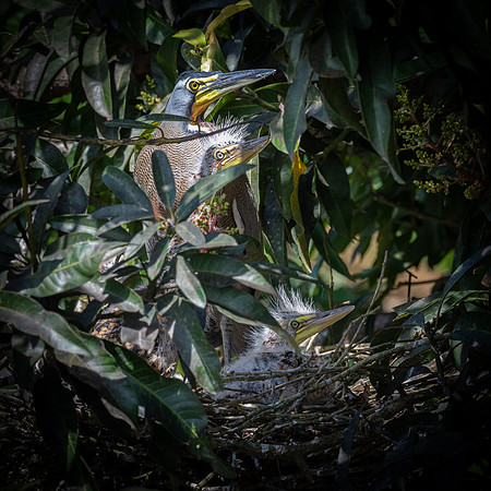 Bare-throated Tiger Heron with Chicks