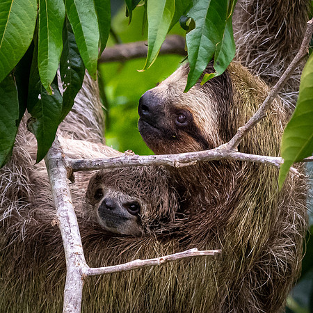 Three-toed Sloth and Baby
