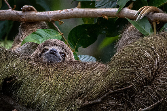 Three-toed Sloth Baby