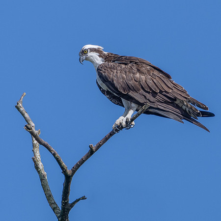 Osprey -1
