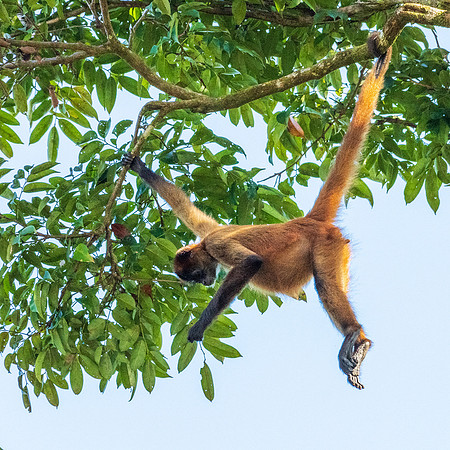 Spider Monkey -2
