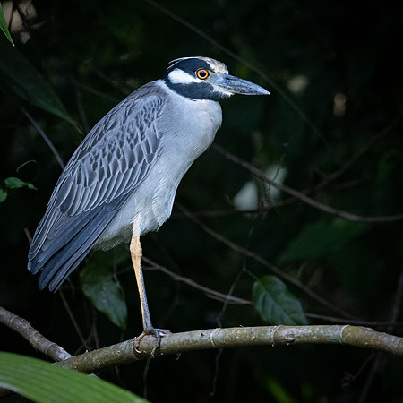 Yellow-crowned Night Heron -2