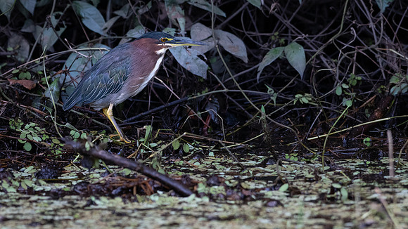 Green Heron -4