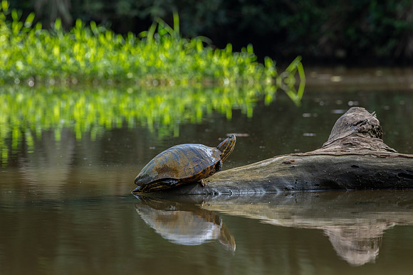 Black River Turtle