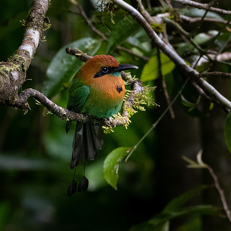 Broad-billed Motmot