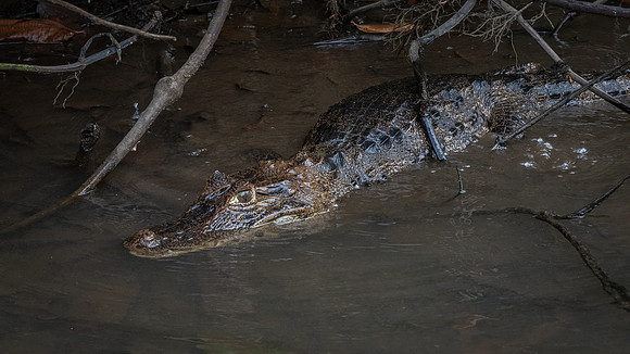 Spectacled Caiman -1