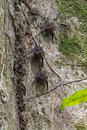 Greater White-lined Bats -2