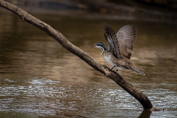 Sungrebe -2