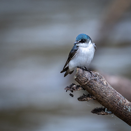 Mangrove Swallow -2