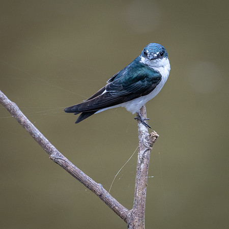 Mangrove Swallow -1