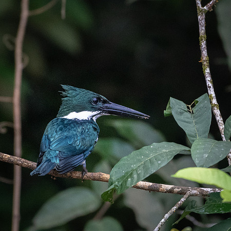 Amazon Kingfisher -2