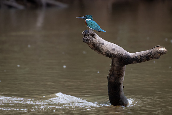 Amazon Kingfisher -1