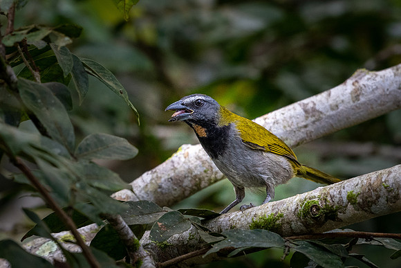 Buff-throated Saltator