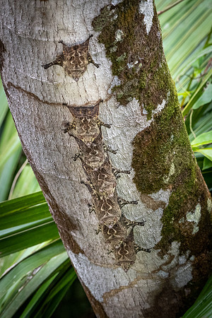 Greater White-lined Bats -1