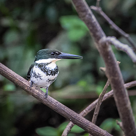 Green Kingfisher -3