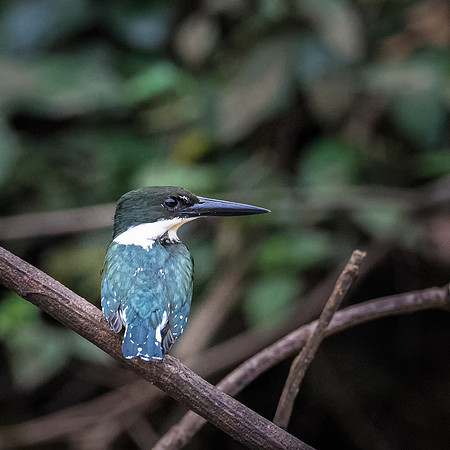 Green Kingfisher -2