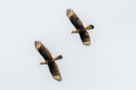 Crested Caracara Pair
