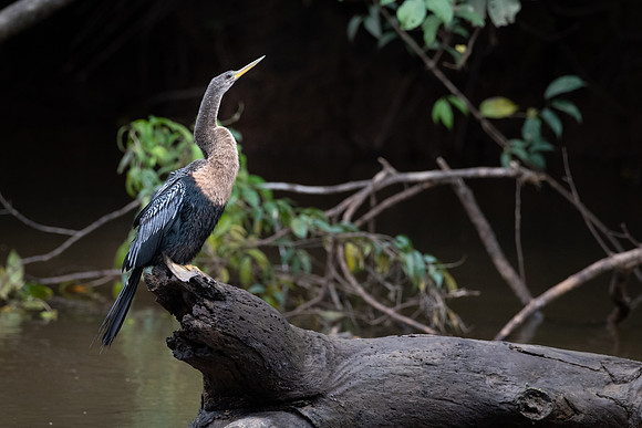 Anhinga