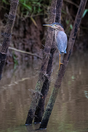 Green Heron -3