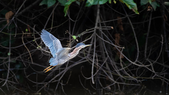 Green Heron -2